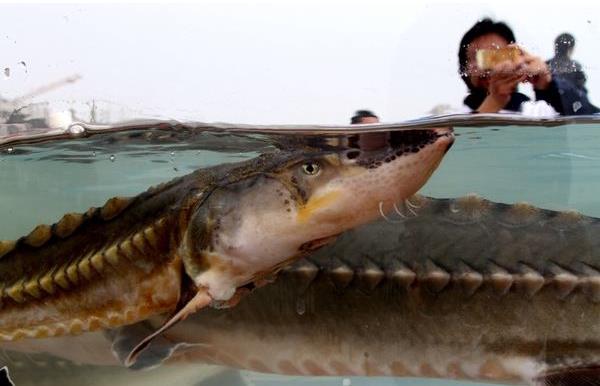  中华鲟市场价格多少钱一斤 鲟鱼和中华鲟的区别是什么