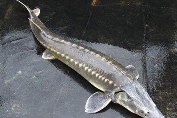 市场价格多少钱一斤 鲟鱼和中华鲟的区别是什么