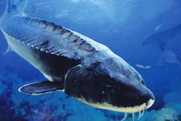 市场价格多少钱一斤 鲟鱼和中华鲟的区别是什么