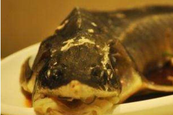 市场价格多少钱一斤 鲟鱼和中华鲟的区别是什么