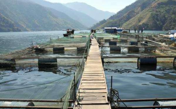 罗非鱼的产地在哪里 罗非鱼苗养殖技术