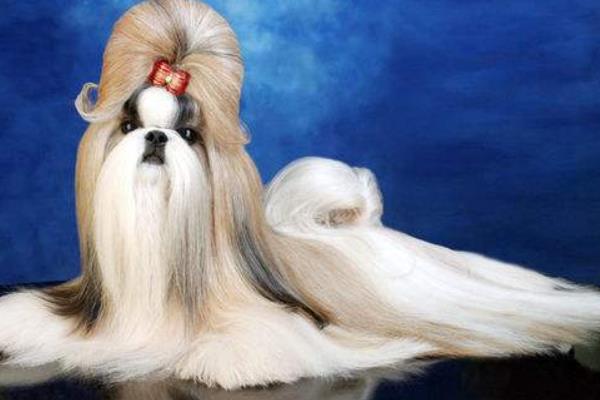 长不大的狗有哪些品种 女生适合养什么宠物狗