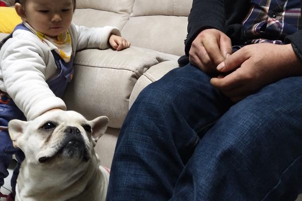 长不大的狗有哪些品种 女生适合养什么宠物狗