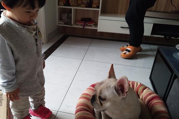 长不大的狗有哪些品种 女生适合养什么宠物狗