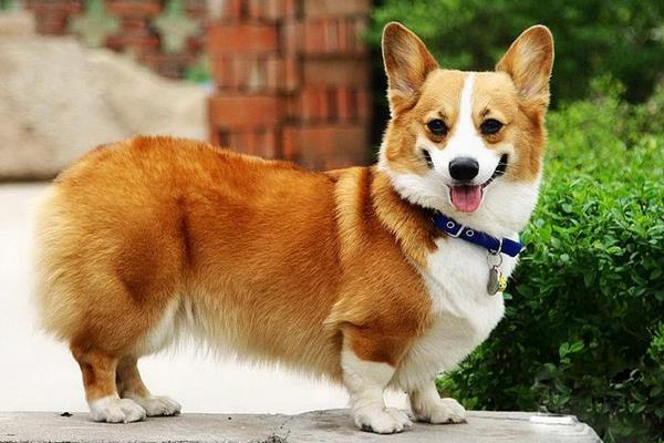 长不大的狗有哪些品种 女生适合养什么宠物狗