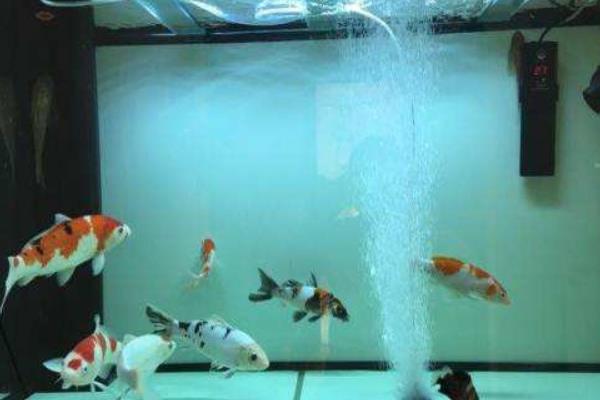 白写锦鲤怎么挑选 白写锦鲤市场价格多少钱一条