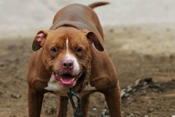 斗狗排名前十的狗是哪些 斗狗品种大全