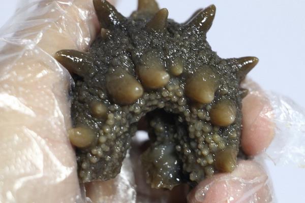 即食海参怎么吃 海参一周吃几个最佳(几天吃一个)