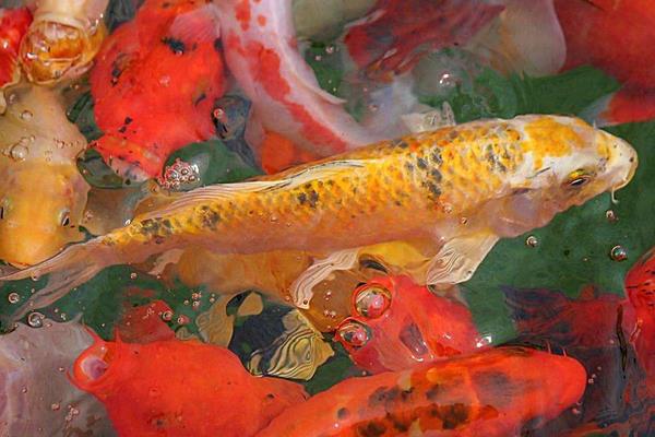 金鱼和锦鲤能混养吗 锦鲤什么颜色最招财