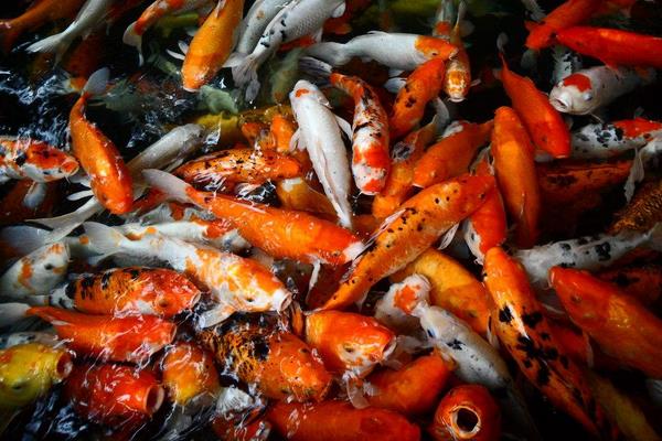 金鱼和锦鲤能混养吗 锦鲤什么颜色最招财