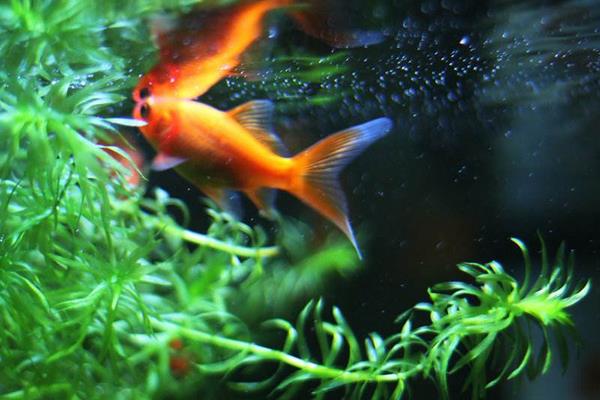 锦鲤鱼缸里养什么水草 锦鲤多久喂一次