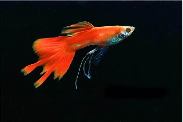 孔雀鱼是热带鱼吗 孔雀鱼为什么总是死