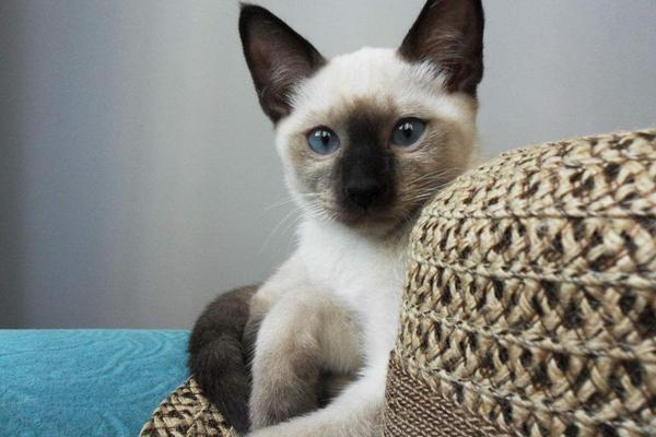 什么宠物猫好养又便宜 宠物猫的品种大全