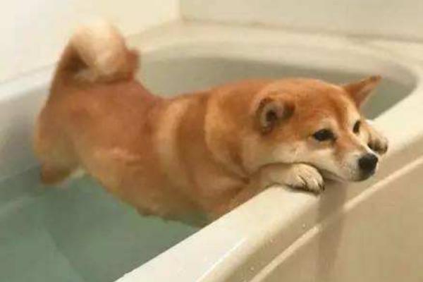 狗狗洗澡多久一次 狗狗洗澡可以用人的沐浴露吗