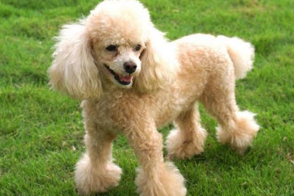 贵宾犬怎么养 贵宾犬好养吗 贵宾犬怎么训练(大小便)