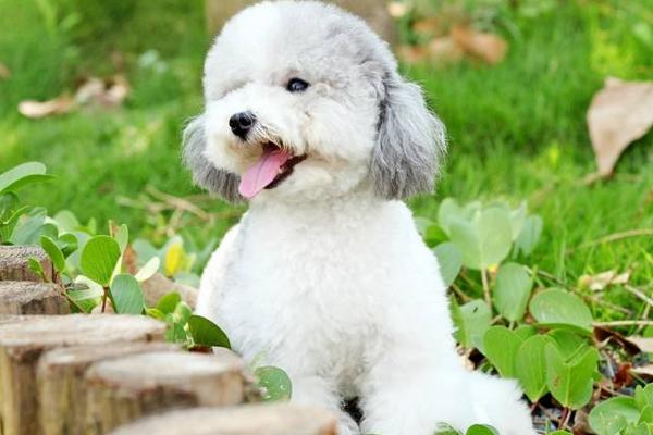 贵宾犬怎么养 贵宾犬好养吗 贵宾犬怎么训练(大小便)