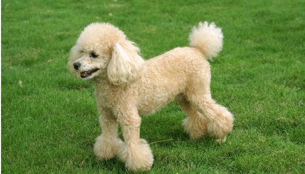 贵宾犬怎么养 贵宾犬好养吗 贵宾犬怎么训练(大小便)