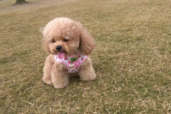 贵宾犬怎么养 贵宾犬好养吗 贵宾犬怎么训练(大小便)