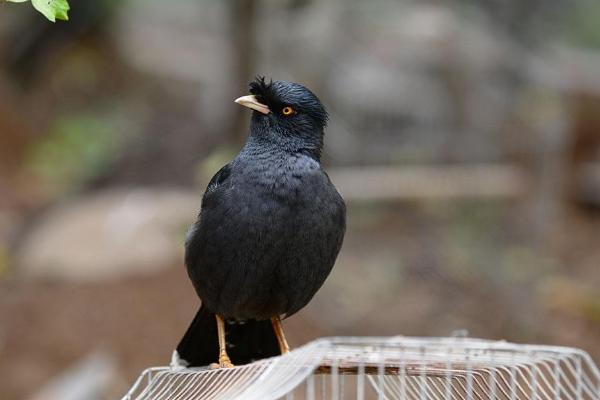 八哥鸟市场价格多少钱一只 八哥鸟吃什么食物
