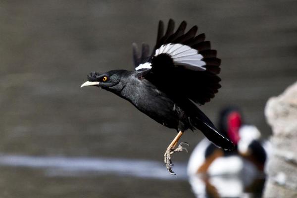 八哥鸟市场价格多少钱一只 八哥鸟吃什么食物