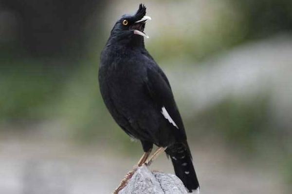 八哥鸟市场价格多少钱一只 八哥鸟吃什么食物