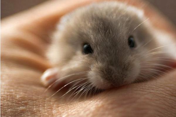 仓鼠会咬人吗 家里养仓鼠对人有害吗