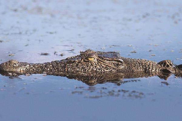 梦见鳄鱼是什么意思 女人梦到鳄鱼有什么预兆