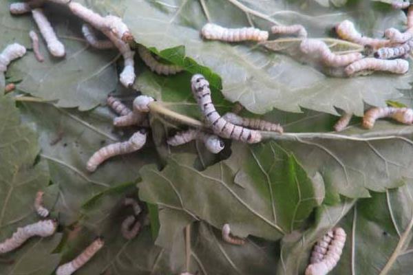 虎蚕和白蚕的区别是什么 虎蚕会吃白蚕吗