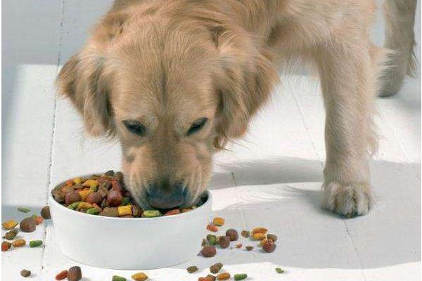 狗粮是什么做的 狗粮怎么泡(泡多久才合适)