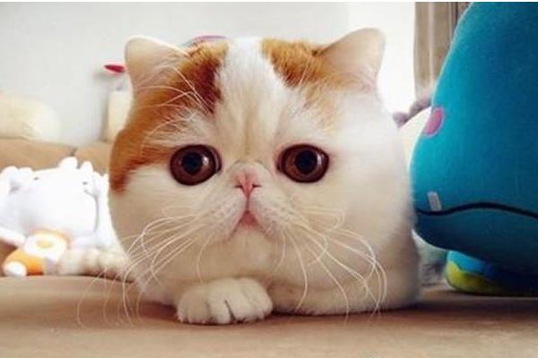 异国短毛猫是加菲猫吗 短毛猫有哪些品种