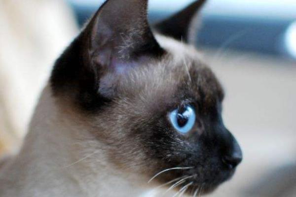 怎么防止暹罗猫变黑 暹罗猫为什么越来越黑