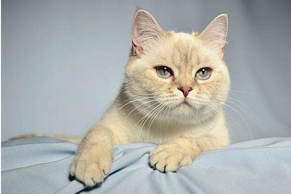 英国短毛猫市场价格多少钱一只 英国短毛猫有几种颜色