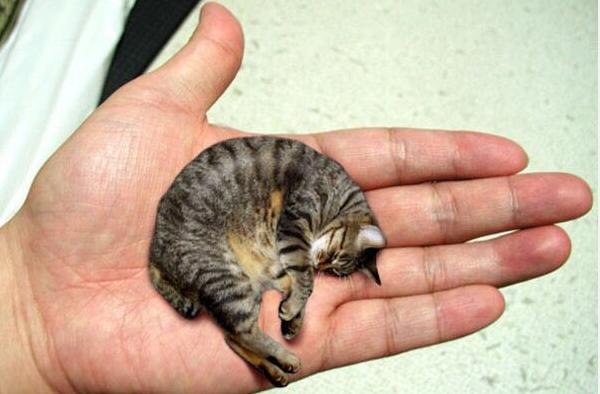 皮堡斯小猫市场价格多少钱一只 皮堡斯小猫灭绝了吗