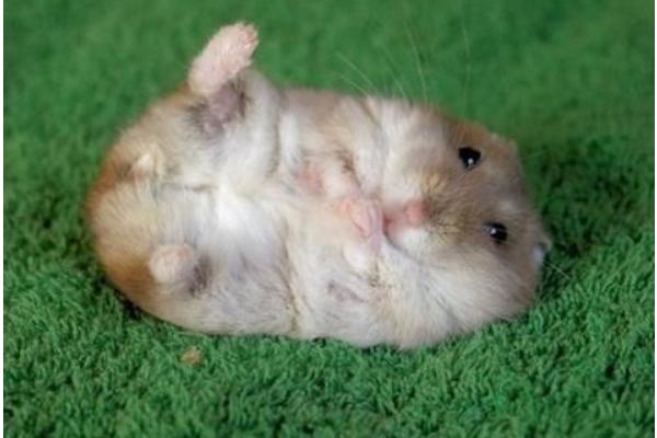 金丝熊和仓鼠的区别是什么 金丝熊和仓鼠哪个好养