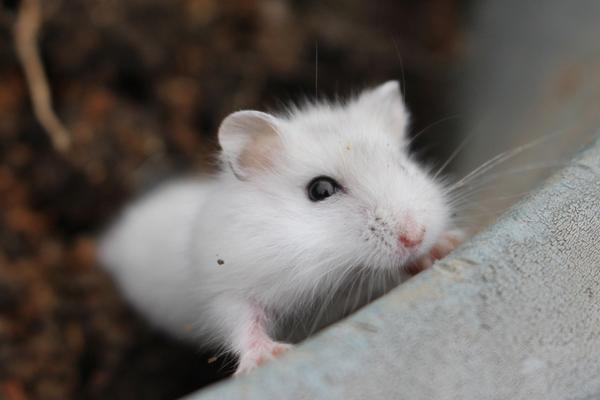 金丝熊和仓鼠的区别是什么 金丝熊和仓鼠哪个好养