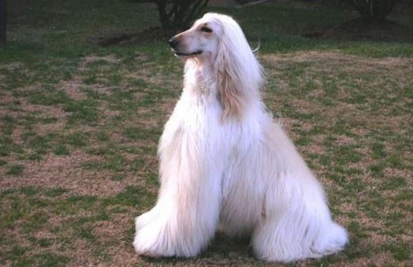 阿富汗猎犬市场价格多少钱一只 阿富汗猎犬智商排名多少