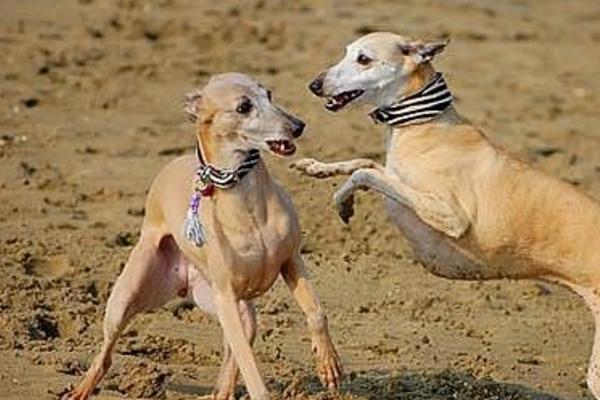 惠比特犬市场价格多少钱一只 惠比特犬如何训练