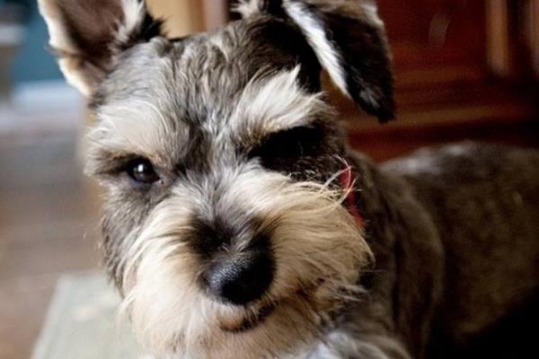 雪纳瑞智商排名第几(相当于几岁) 雪纳瑞是哪个国家的狗