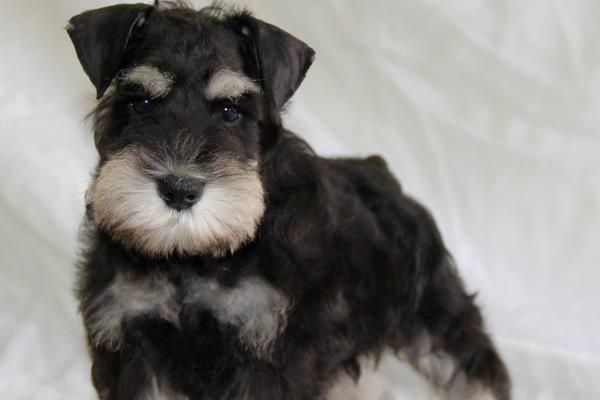 雪纳瑞智商排名第几(相当于几岁) 雪纳瑞是哪个国家的狗