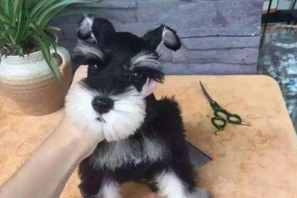 雪纳瑞智商排名第几(相当于几岁) 雪纳瑞是哪个国家的狗