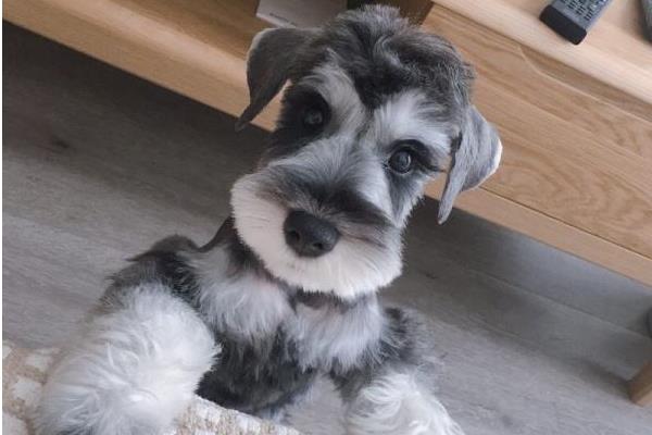 雪纳瑞智商排名第几(相当于几岁) 雪纳瑞是哪个国家的狗