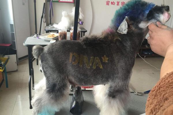 雪纳瑞智商排名第几(相当于几岁) 雪纳瑞是哪个国家的狗