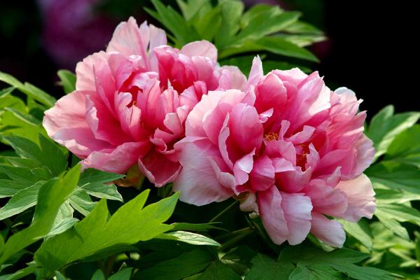 盆栽牡丹花怎么修剪枝叶  牡丹花可以扦插繁殖吗