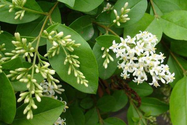 女贞和冬青的区别是什么