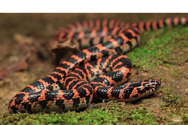赤练蛇市场价格多少钱一条 赤练蛇有毒吗