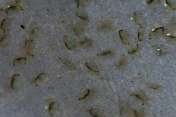 淡水石斑鱼怎么钓 石斑鱼吃什么饵料 钓淡水石斑鱼技巧绝招