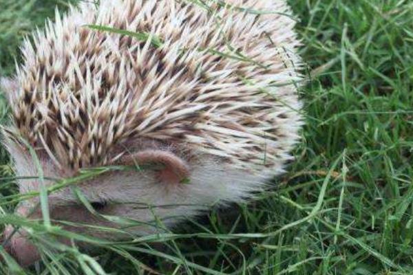 非洲迷你刺猬吃什么 非洲迷你刺猬怎么
