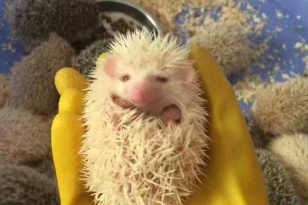 非洲迷你刺猬吃什么 非洲迷你刺猬怎么