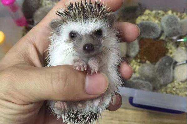 非洲迷你刺猬吃什么 非洲迷你刺猬怎么