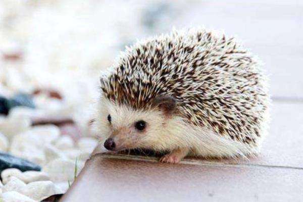 非洲迷你刺猬吃什么 非洲迷你刺猬怎么